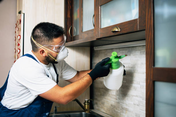 Wasp Removal Services in Fairfield, IA